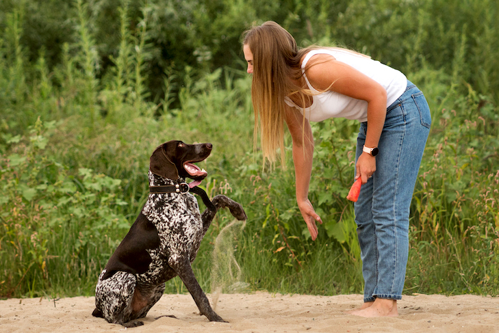 Dog Training