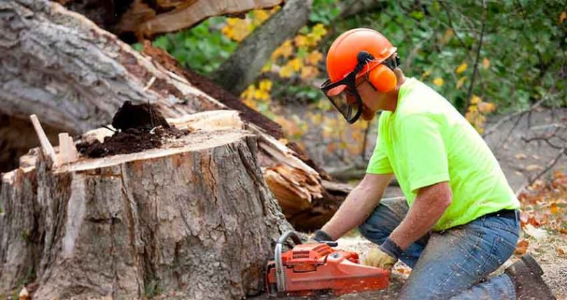 Tree Surgery Services